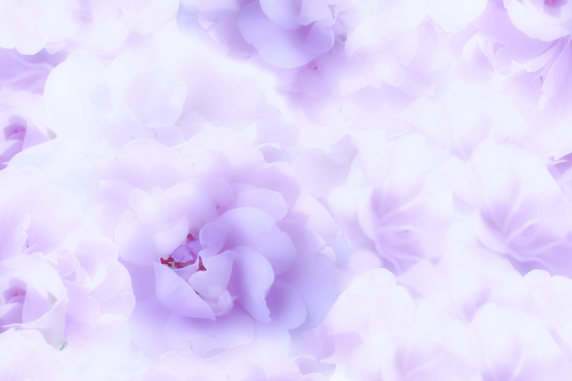 紫のお花画像