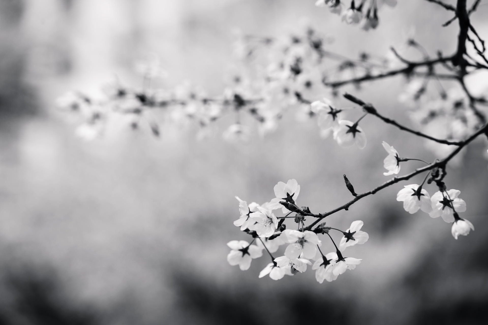 桜白黒写真