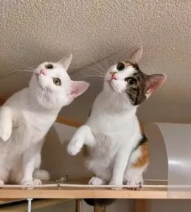 可愛い猫2匹