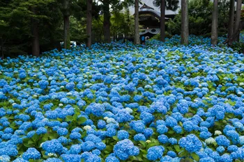 青い花が群生している